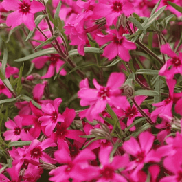 Флокс столоносный  Red Ridge