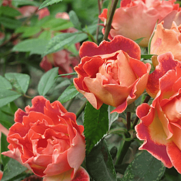 Роза Флорибунда Chocolate Ruffles