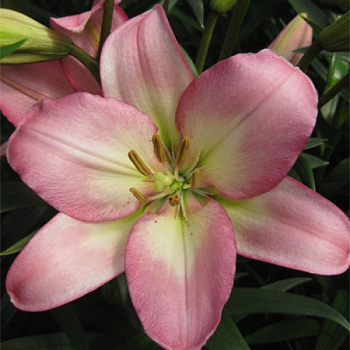 Лилия ЛА-гибрид Самур