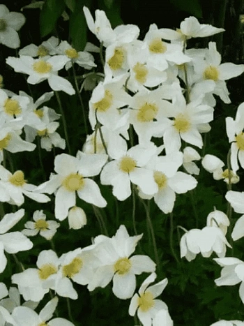 Анемона многонадрезанная Anabella White