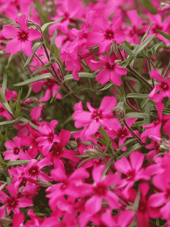 Флокс столоносный  Red Ridge