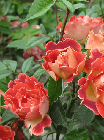 Роза Флорибунда Chocolate Ruffles