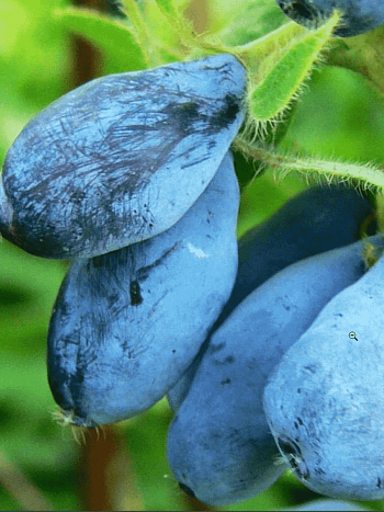 Жимолость плодовая Wojtek