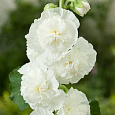 Мальва (Шток-роза) розовая Chater's Double White