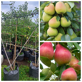 Груша пальметта на шпалере 5-лет+ (2 сорта) Чижовская-Северянка краснощекая
