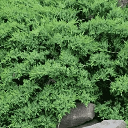 Можжевельник даурский Leningrad