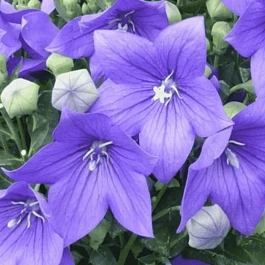 Платикодон Mariesii Blue