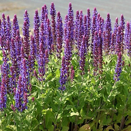 Сальвия дубравная Аметист