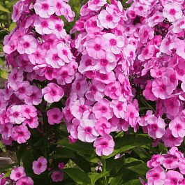 Флокс метельчатый Fondant Fancy