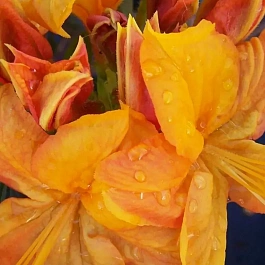 Азалия Klondyke