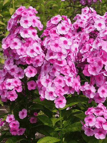 Флокс метельчатый Fondant Fancy