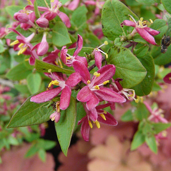 Жимолость татарская Rosea