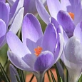 Крокус крупноцветковый Vanguard