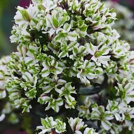 Флокс метельчатый Pure Feelings