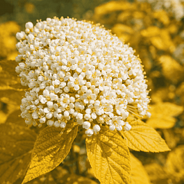 Калина гордовина Aureum