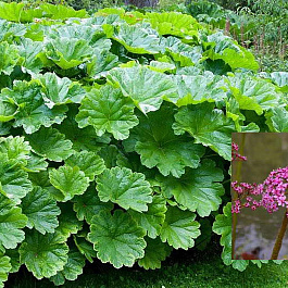 Дармера щитовидная