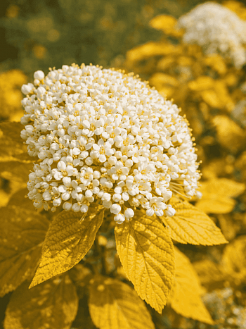 Калина гордовина Aureum