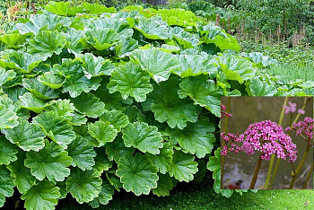 Дармера щитовидная