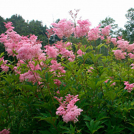 Лабазник красный Венуста