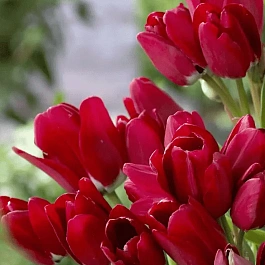 Тюльпан Wallflower