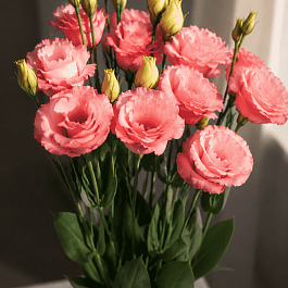 Эустома Rosita II Apricot