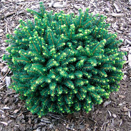 Ель сербская Карел Ель сербская Карел