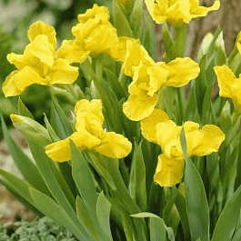 Ирис карликовый Brassie