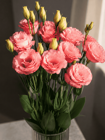 Эустома Rosita II Apricot