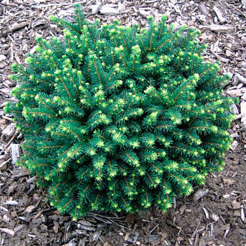 Ель сербская Карел