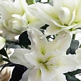 Лилия Roselily Eleonora