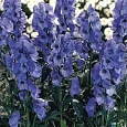 Аконит Кармихеля Arendsii