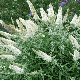 Буддлея давида  White Chip