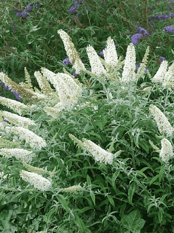 Буддлея давида  White Chip