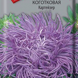 Астра коготковая Картейзер