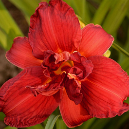 Лилейник гибридный Дабл Файркрэкер НАБОР 2ШТ (1+1)