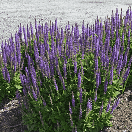 Шалфей дубравный West - Friesland