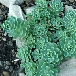 Очиток толстоветвистый Opal