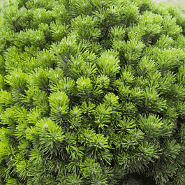 Сосна горная Allgau