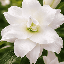 Лилия Roselily Angela