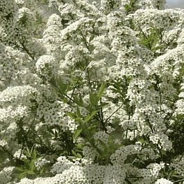 Спирея Аргута