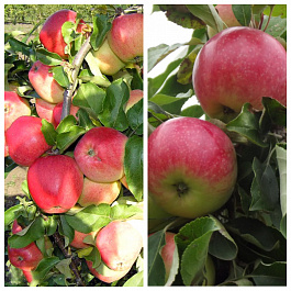 Дерево-сад (5 летка) яблоня 2 сорта Кандиль орловский-Мелба
