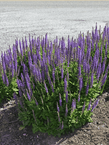 Шалфей дубравный West - Friesland