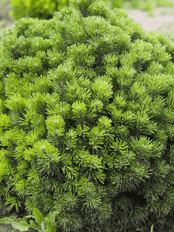 Сосна горная Allgau