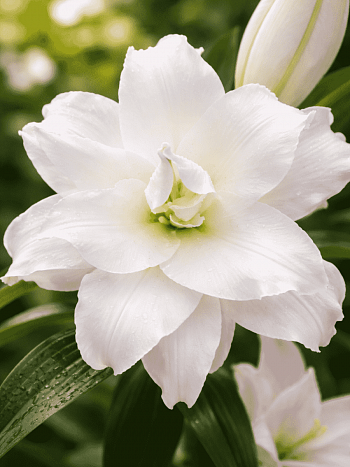 Лилия Roselily Angela