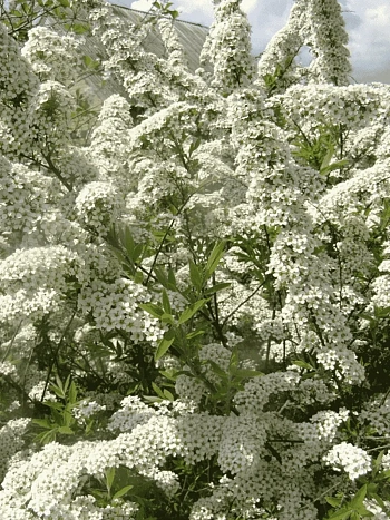 Спирея Аргута