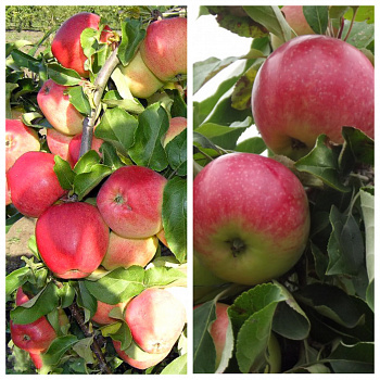 Дерево-сад (5 летка) яблоня 2 сорта Кандиль орловский-Мелба Дерево-сад (5 летка) яблоня 2 сорта Кандиль орловский-Мелба