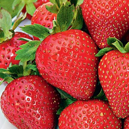 Земляника садовая Эви'c Делайт