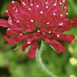 Короставник македонский Mars Midget