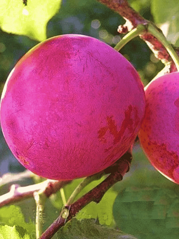 Слива домашняя Деликатная