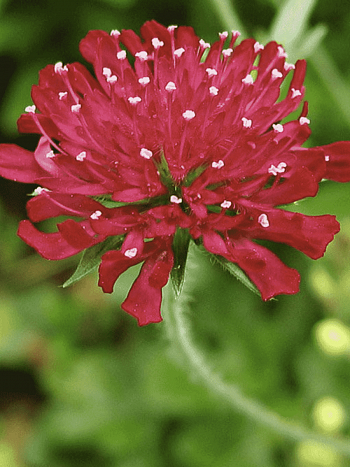 Короставник македонский Mars Midget